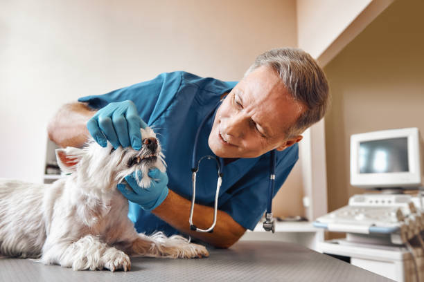 Best Emergency Root Canal Treatment in Shiremanstown, PA